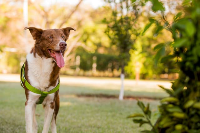 Entenda a Displasia Coxofemoral