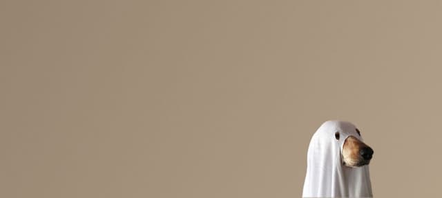 Será que os cães realmente vêem fantasmas?