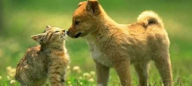 Filhotes não devem frequentar locais públicos até que eles tenham todas as vacinas aos 6 meses de idade?