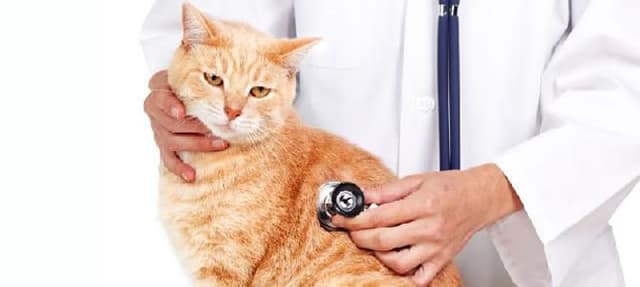 Quais são os prejuízos causados pela Displasia?