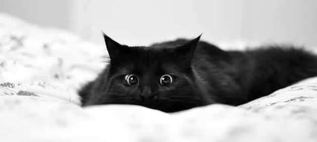 Seu gato te ama? Veja os 10 sinais de que ele é apaixonado por você!