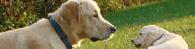 Infestação por carrapatos em cães