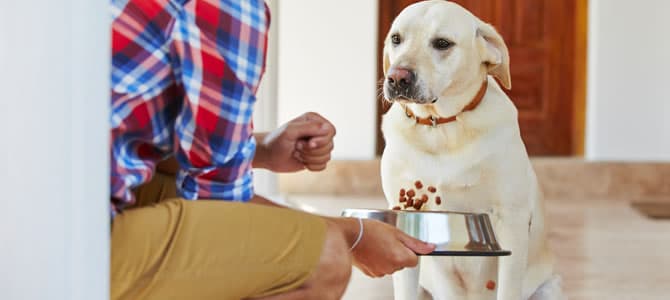 Meu cachorro não quer comer, o que pode estar acontecendo?
