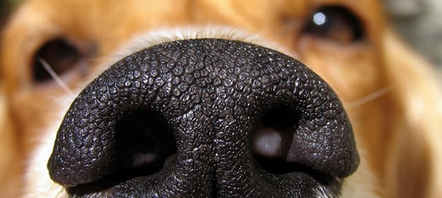 O super olfato dos cães