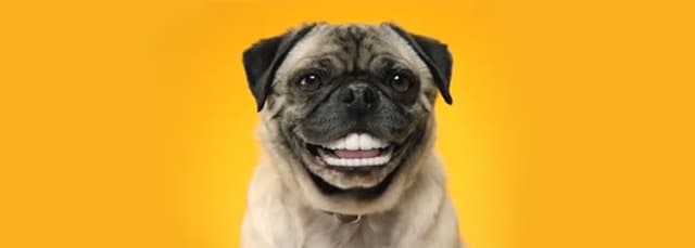 Já riu para o seu cachorro hoje?