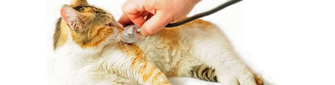 SUF = Síndrome Urológica Felina