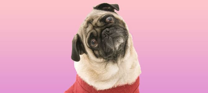 Por que seu cachorro vira a cabeça quando você fala com ele