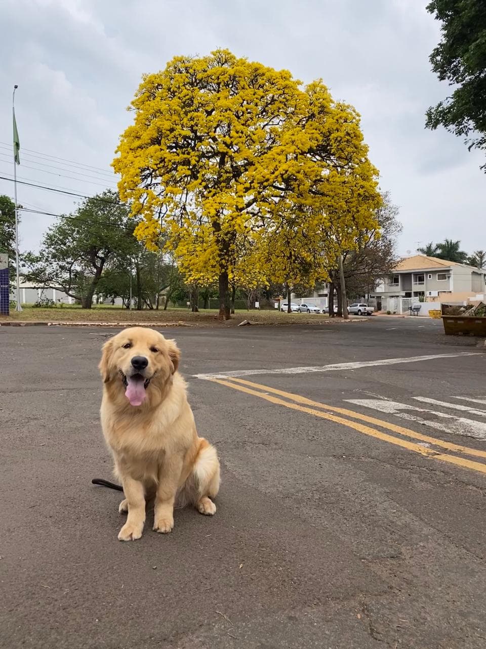 Avaliação demonstra eficácia da homeopatia para o tratamento de câncer em pets